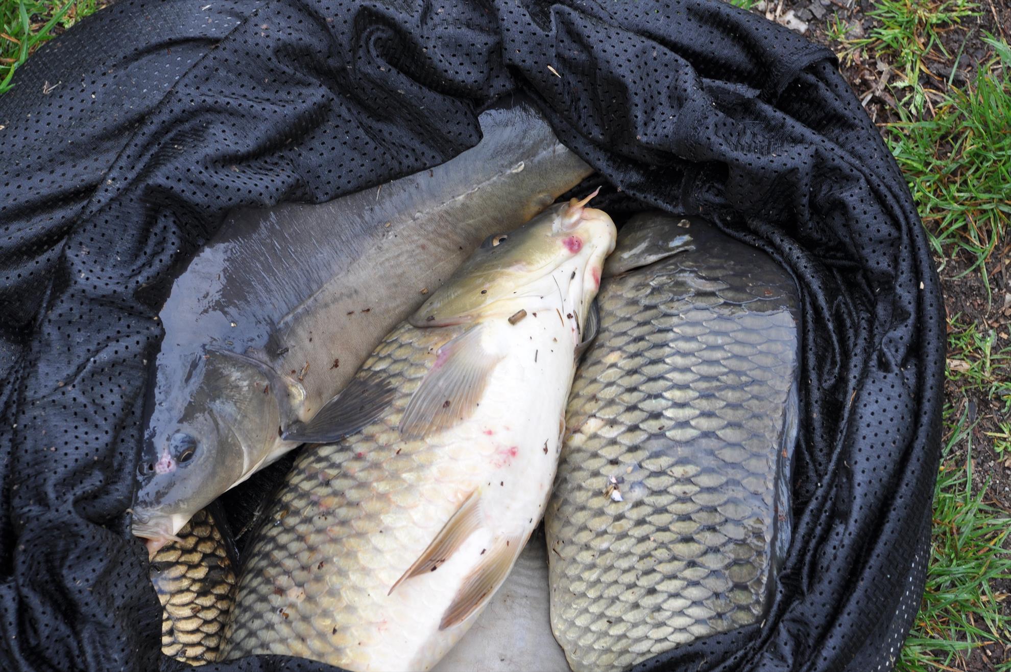 Balta lui Iancu ( colun ) 1 - 3 mai 2015 - dsc0205.JPG